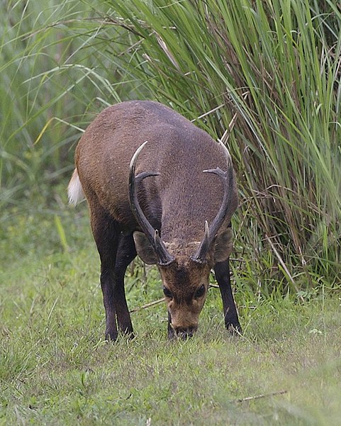 Parc national de Kaziranga