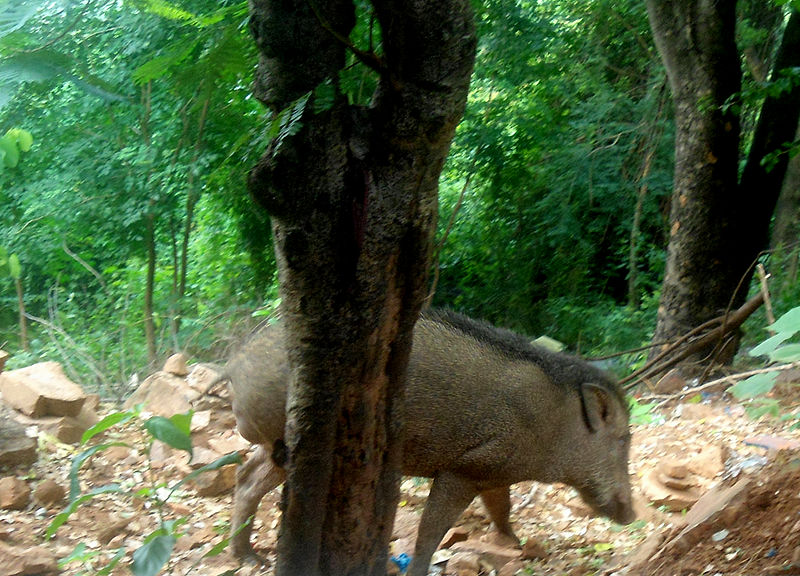 Parc national de Sri Venkateswara