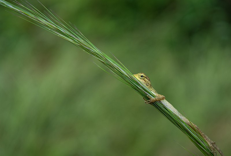 Sanktuarium Dzikiej Przyrody Kambalakonda