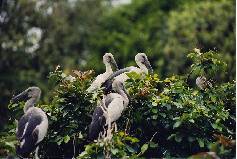 Sanktuarium Ptaków Ranganathittu