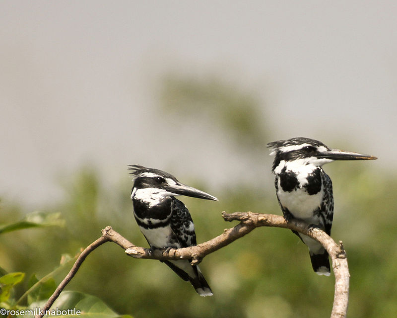 Ranganathittu Bird Sanctuary