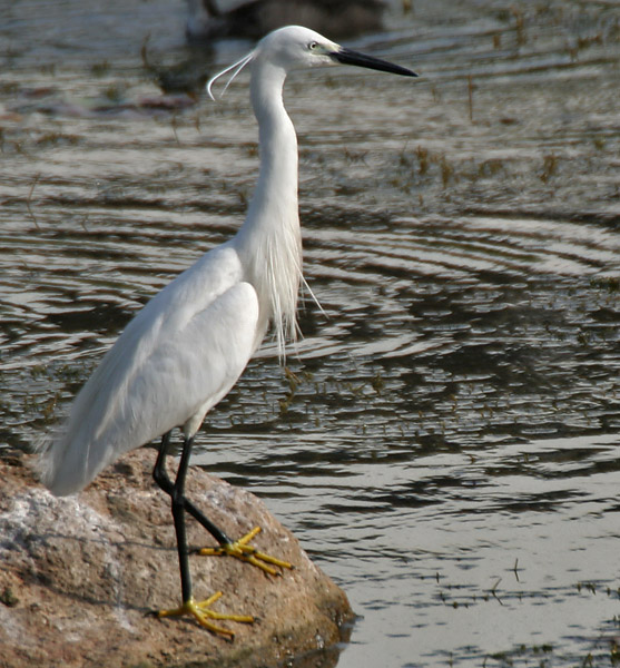 Tiruvidaimarudur Conservation Reserve