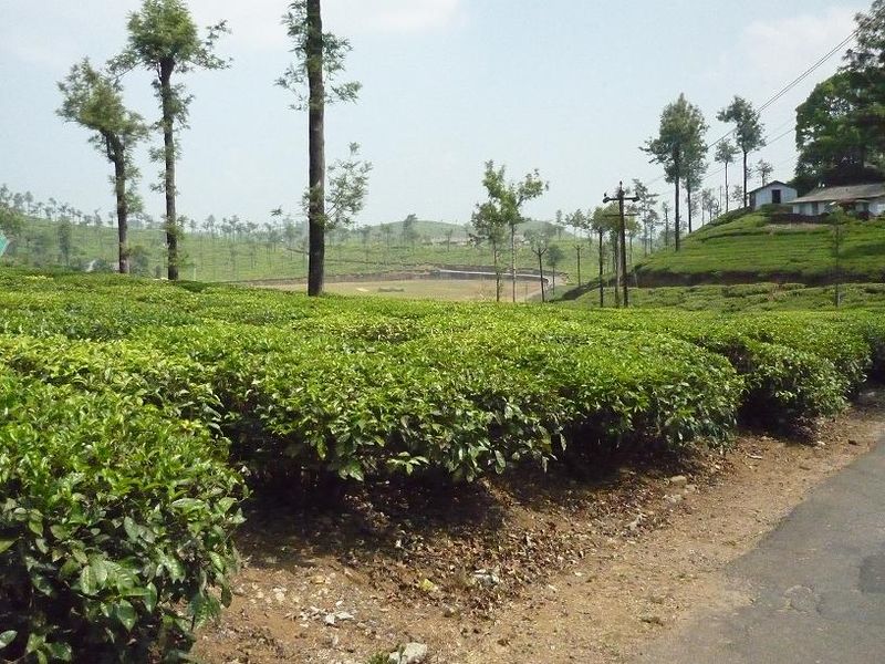 Tamil Nadu Agricultural University Ground