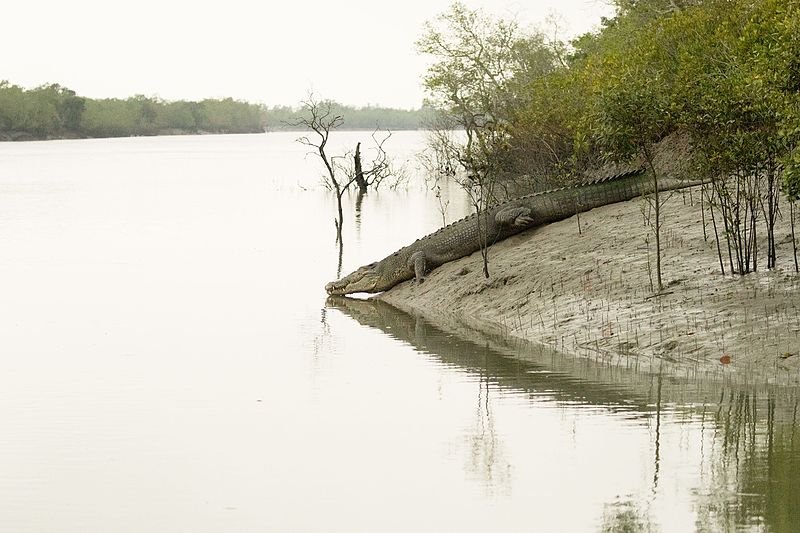 Park Narodowy Sundarbans