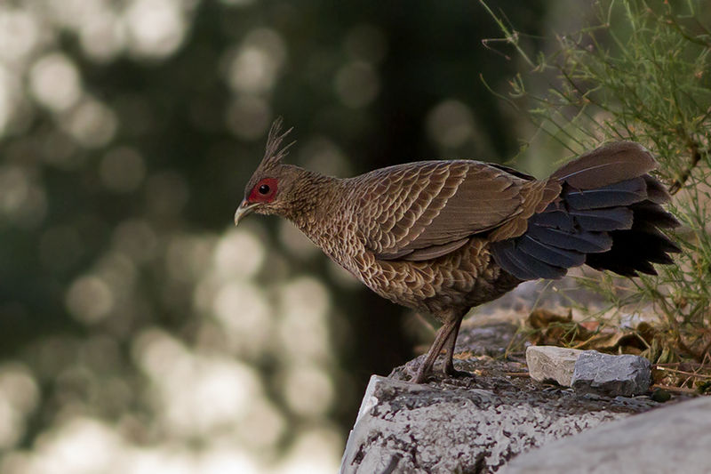 Naina Devi Himalayan Bird Conservation Reserve