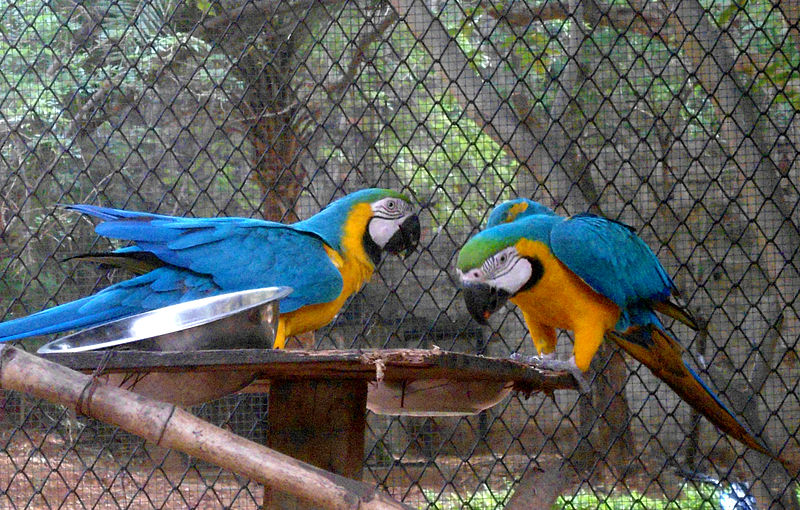 Parque zoológico de Indira Gandhi