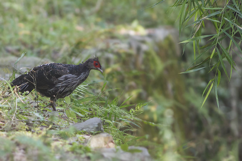 Pheasant Breeding Centre