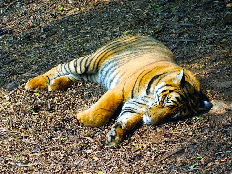 Zoo de Gauhati