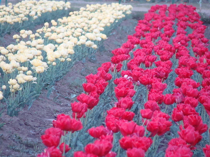 Jardín Conmemorativo de Tulipanes Indira Gandhi