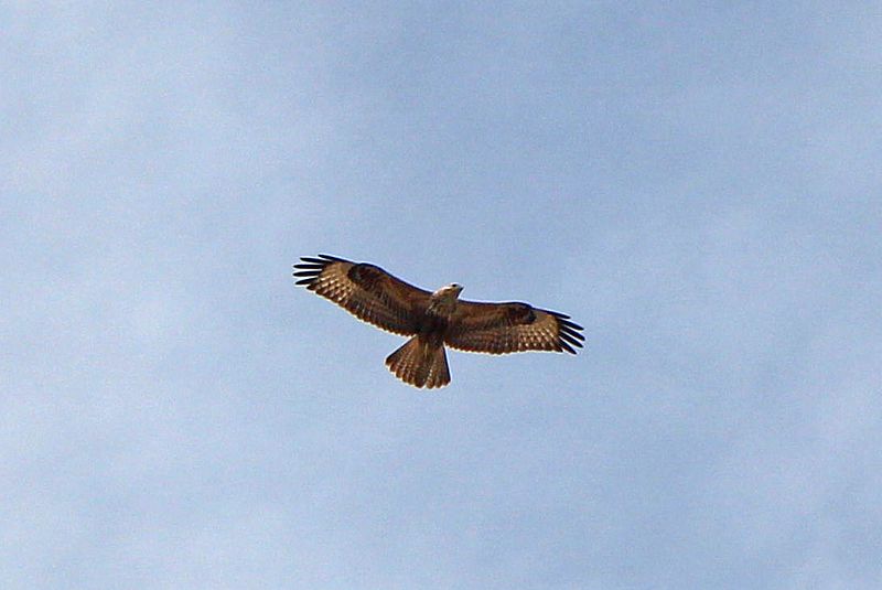 Karaivetti Bird Sanctuary