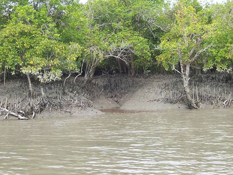 Parc national des Sundarbans