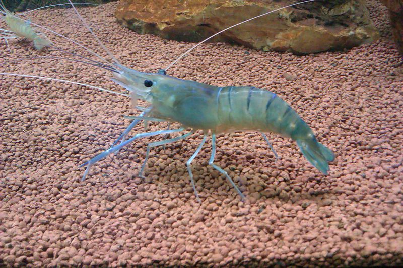 Jagdishchandra Bose Aquarium