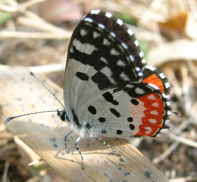 Kottiyoor, Begur Wildlife Sanctuary