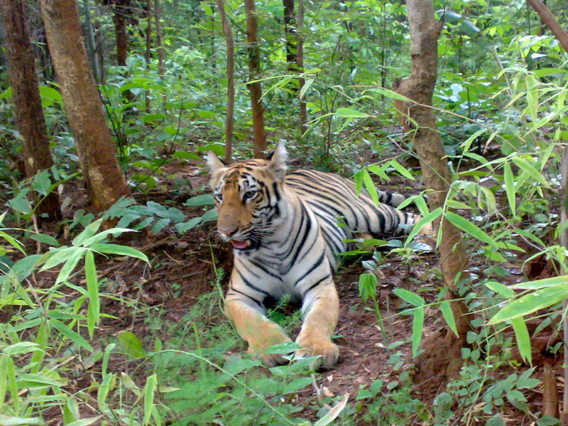 Parque nacional de Tadoba