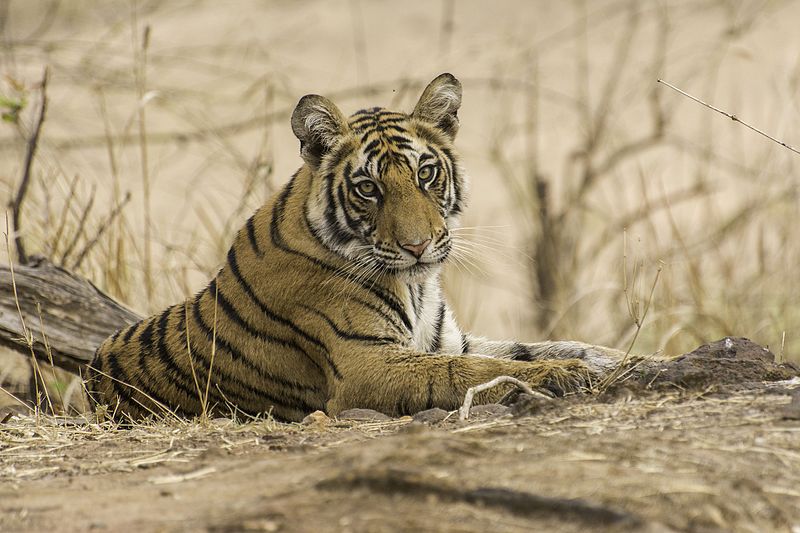 Parque nacional de Bandhavgarh