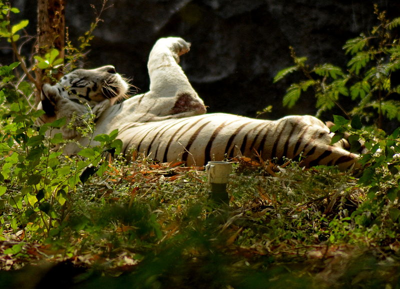 Parque zoológico de Rajiv Gandhi