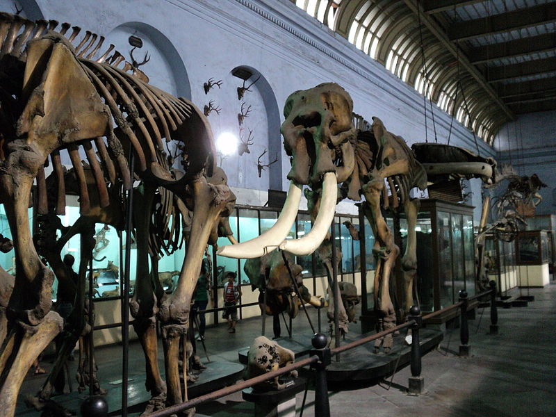 Indian Museum, Calcuta