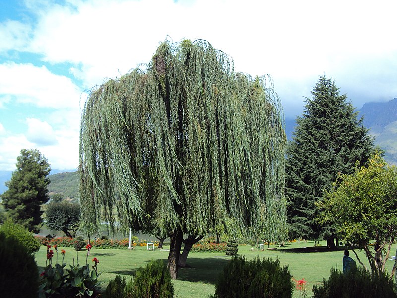 Nehru Garden