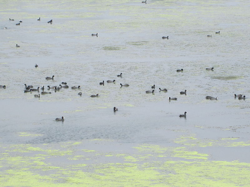 Sanctuaire pour oiseaux Vaduvoor