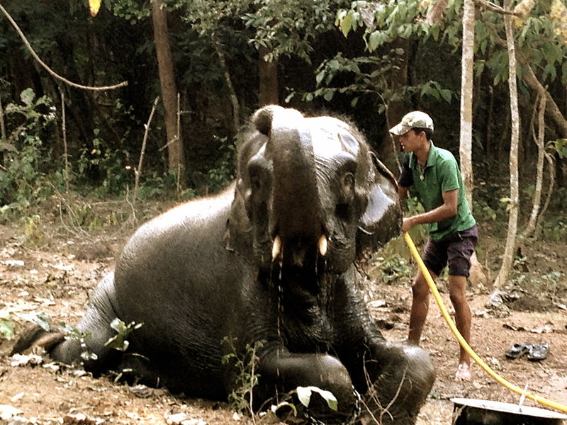 Chandaka Elephant Sanctuary