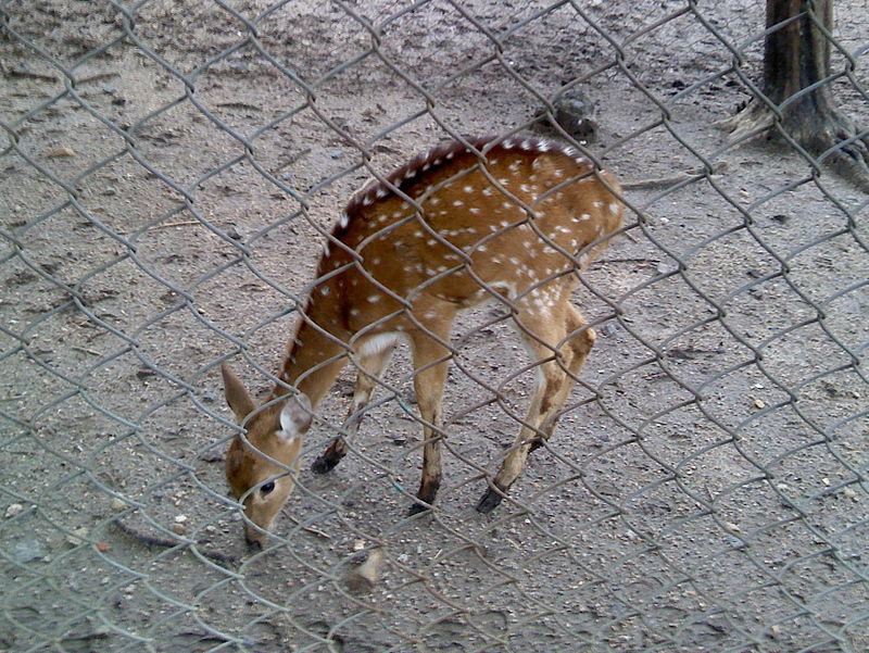 Maharajbagh Zoo