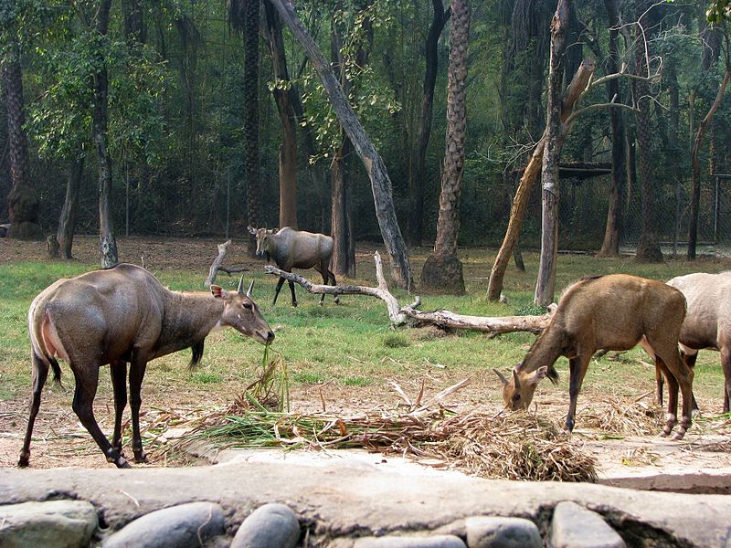 ChattBir Zoo