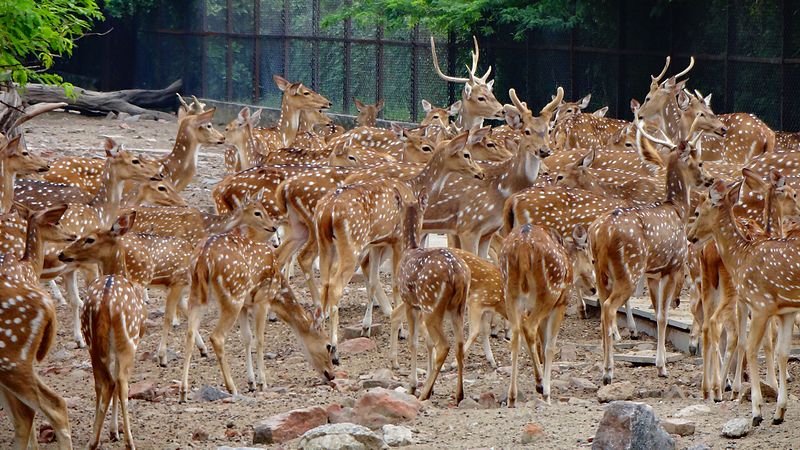 Parc zoologique national de Delhi