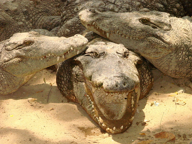 Madras Crocodile Bank Trust