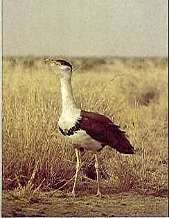 Great Indian Bustard Sanctuary, Indie