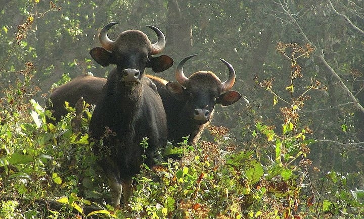Parambikulam Wildlife Sanctuary, Indien