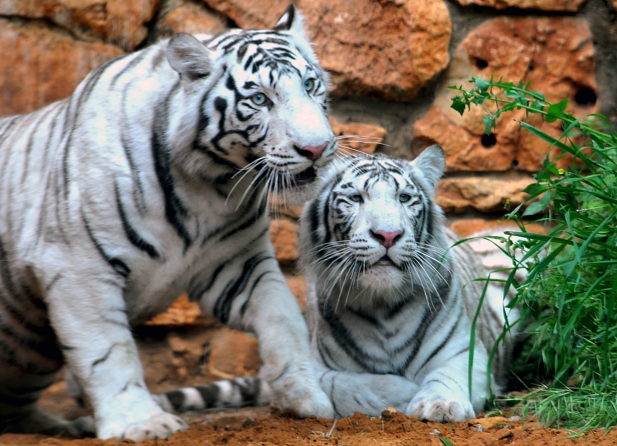 Bor Wildlife Sanctuary, Indien