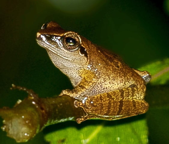 Mhadei Wildlife Sanctuary, India