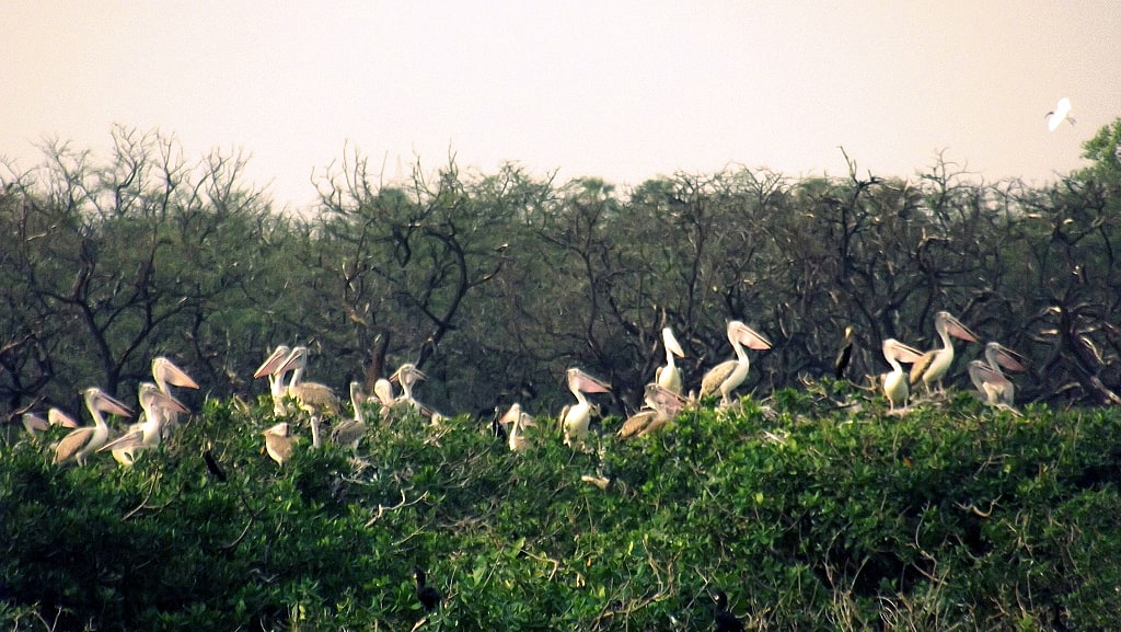 Vedanthangal Bird Sanctuary, Indien