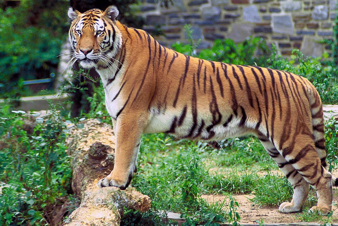 Kalakkad Mundanthurai Tiger Reserve, Indien