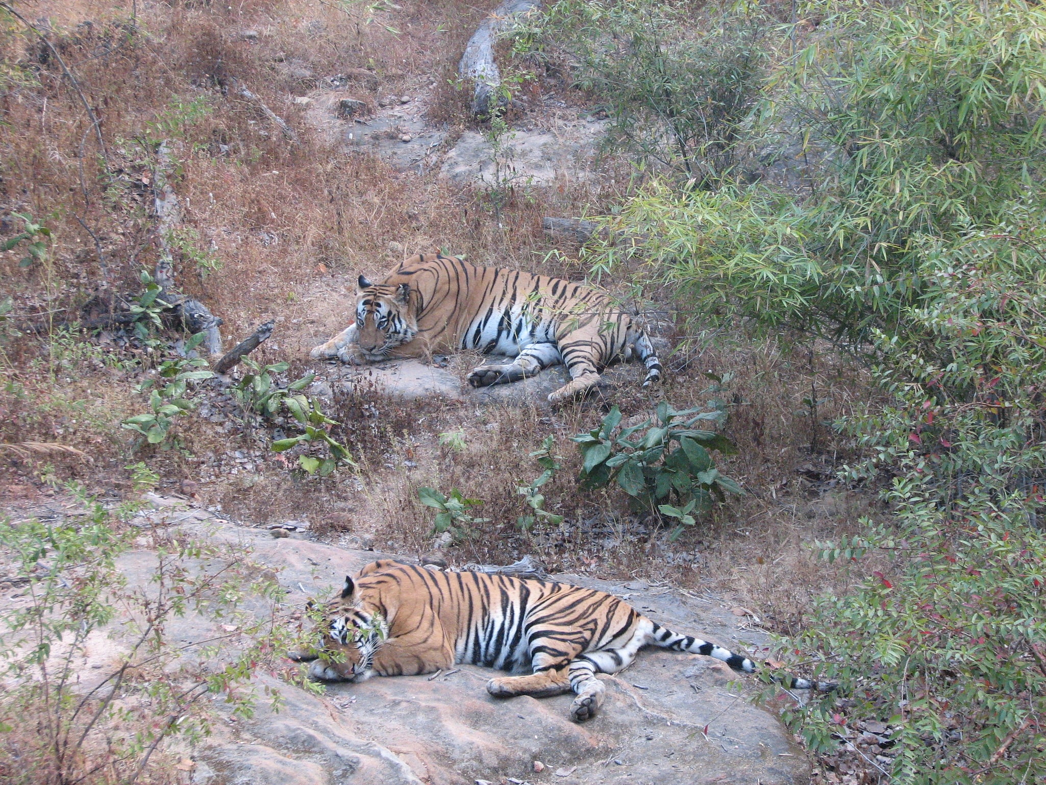 Parque nacional de Bandhavgarh, India