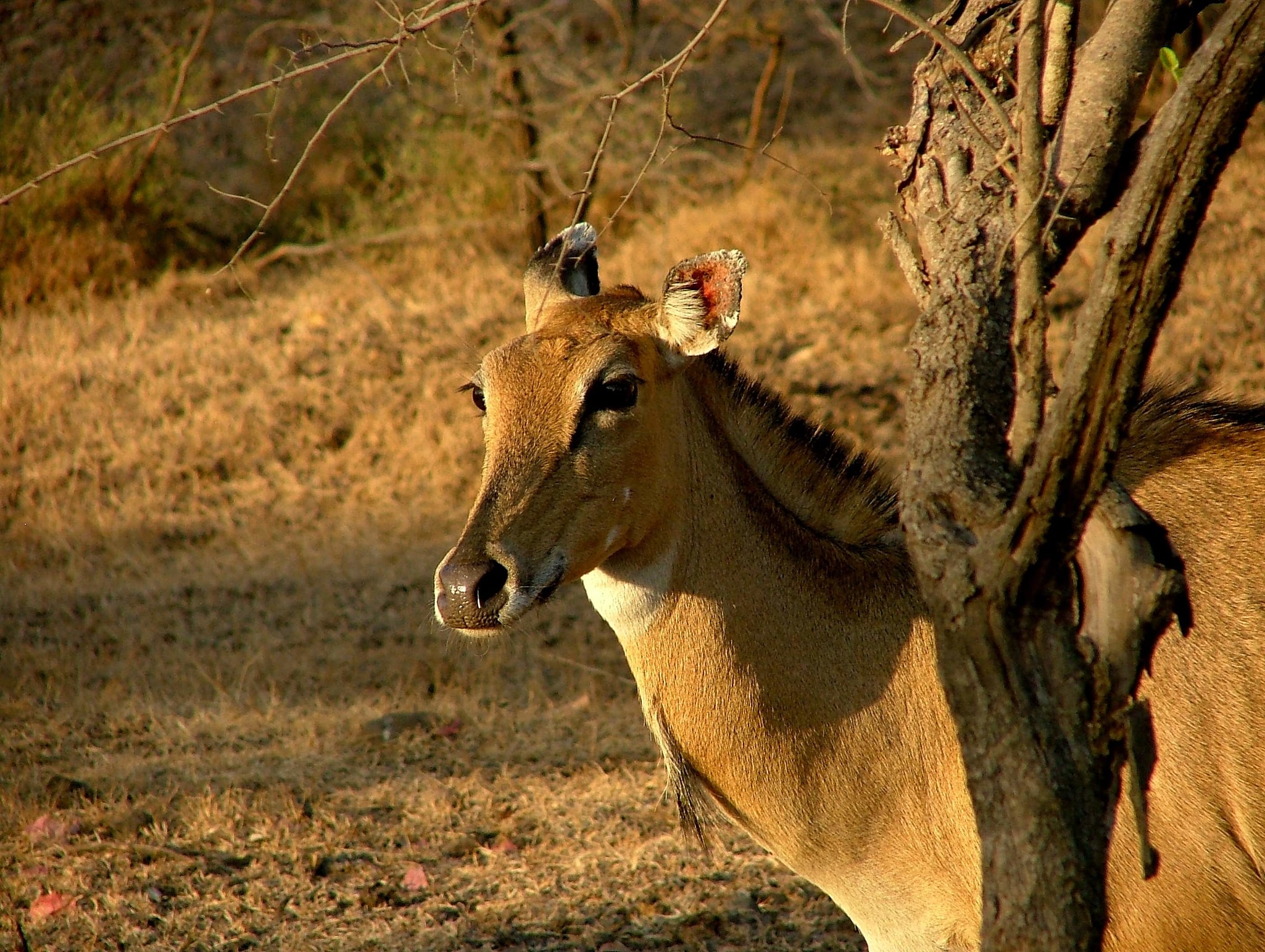 Gir Forest National Park: Tourist Attractions & Things to Do