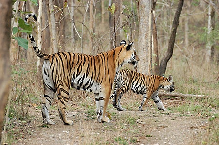 Achanakmar Wildlife Sanctuary, Indien