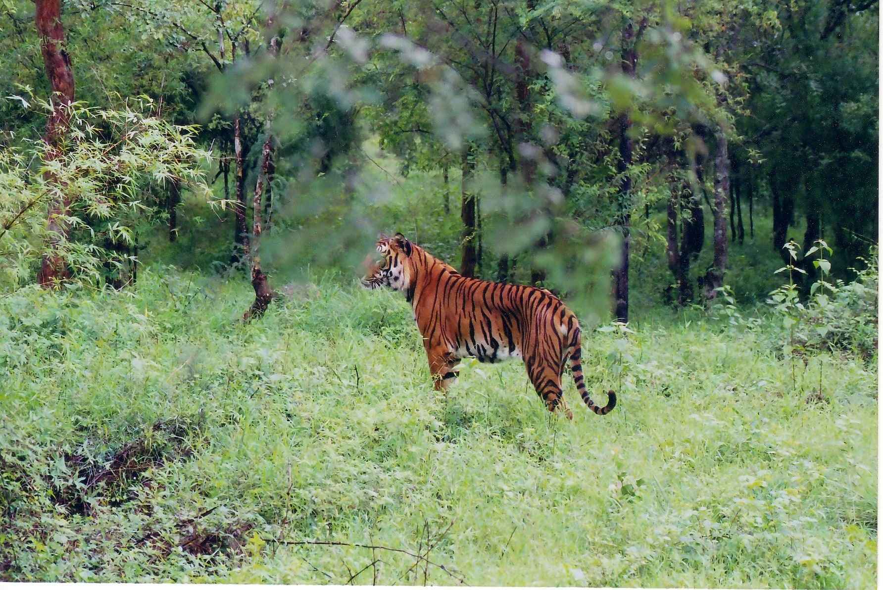 Bhadra Wildlife Sanctuary, Indien