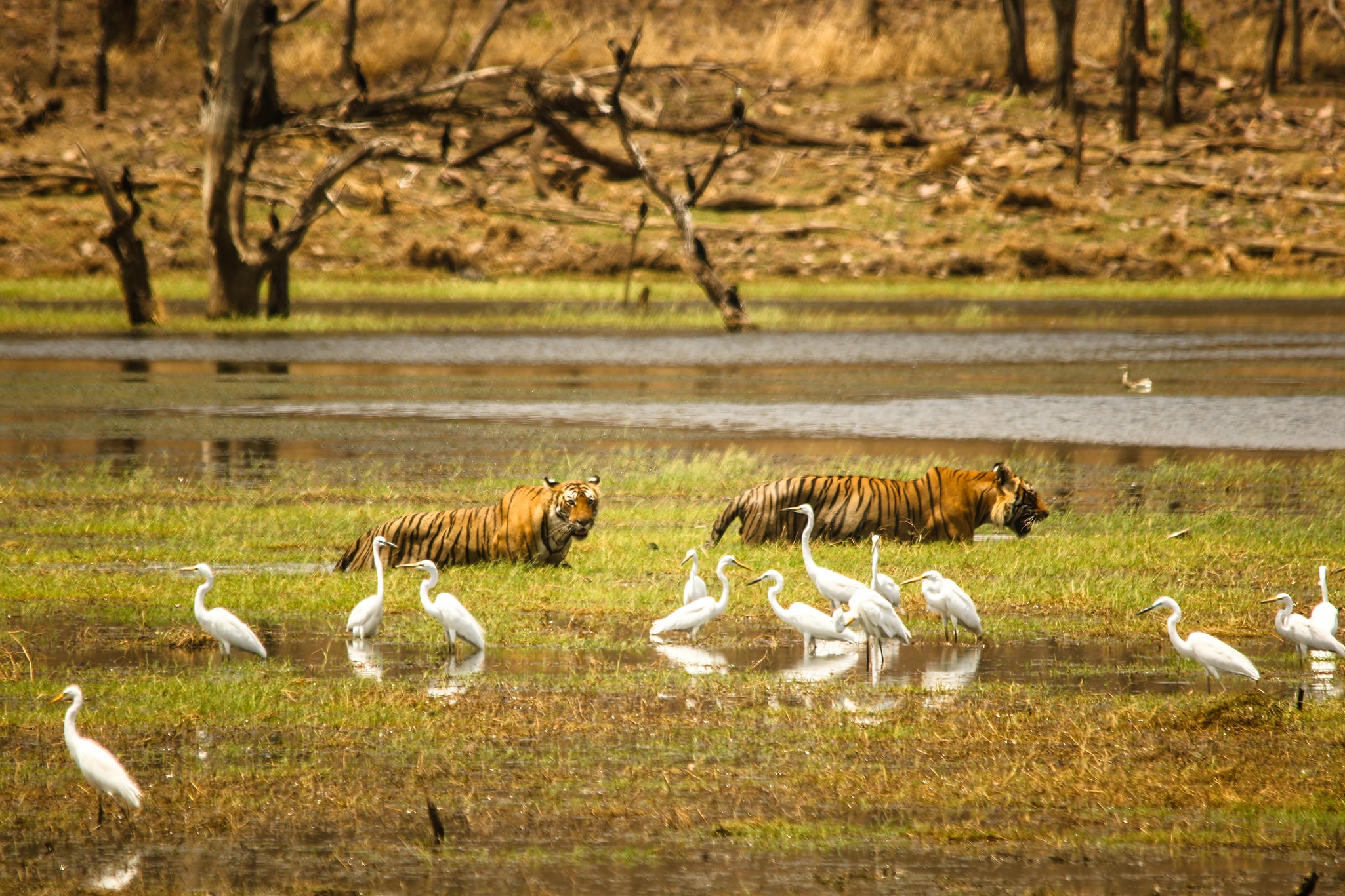 Parque nacional Ranthambore, India