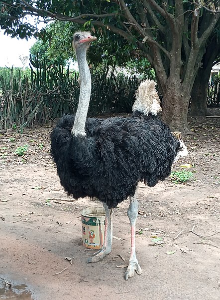 Baghdad Zoo