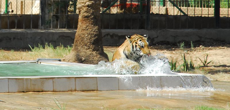 Zoológico de Bagdad