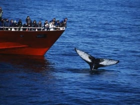 Elding Whale Watching Reykjavik