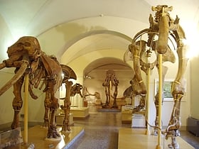 museum of natural history florenz