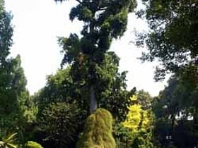 botanical garden of naples neapel