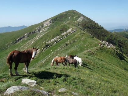 Passo Frontè