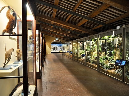 natural history museum of the university of pisa calci