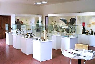 museo di scienze naturali cesena