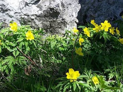 Jardín de la flora de los Apeninos de Capracotta