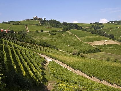 vineyard landscape of piedmont langhe roero and monferrato