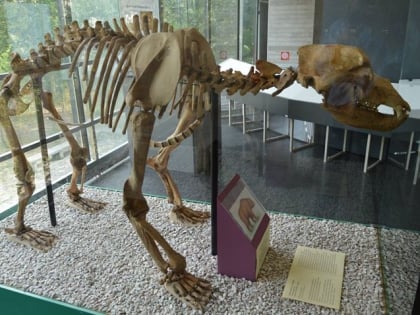 museo civico di scienze naturali malmerendi faenza